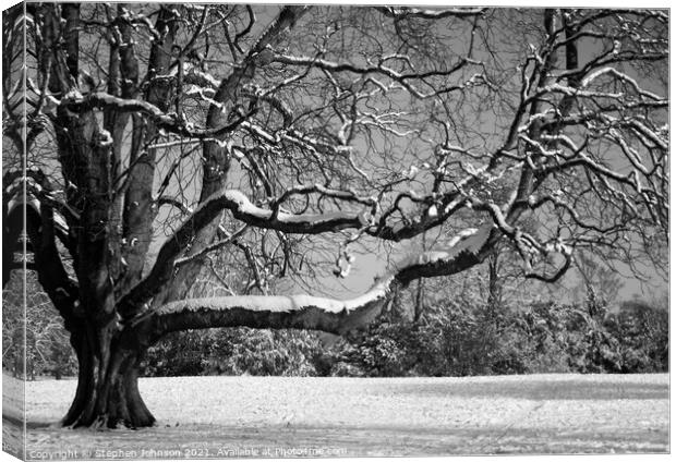 Snow on the tree Canvas Print by Stephen Johnson