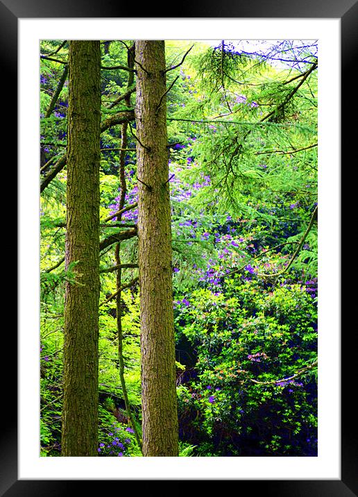 A Forest View Framed Mounted Print by Jacqui Kilcoyne