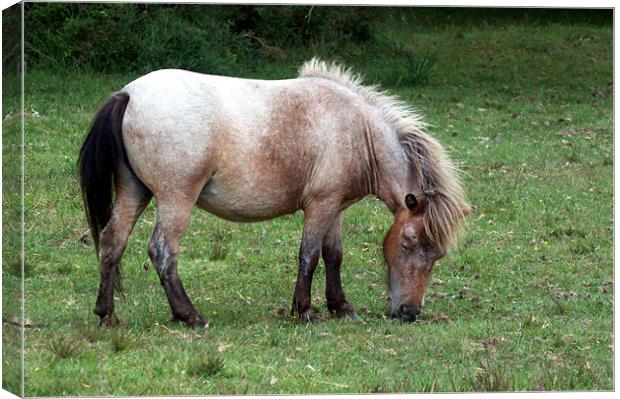 New Forest Pony Canvas Print by Chris Day
