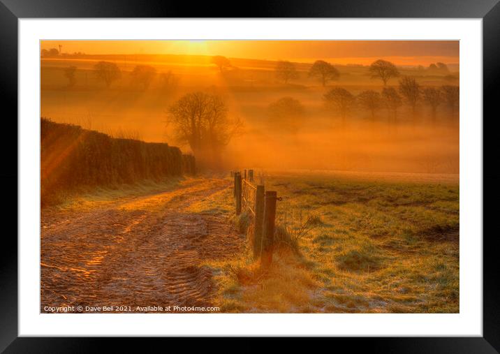 Golden Glow Framed Mounted Print by Dave Bell
