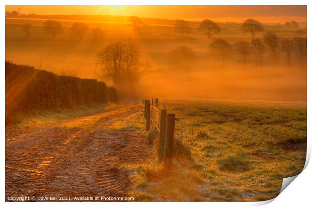 Golden Glow Print by Dave Bell