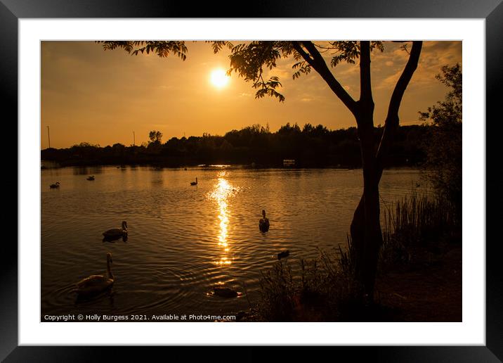 Sunset on Swan lake Derbyshire  Framed Mounted Print by Holly Burgess