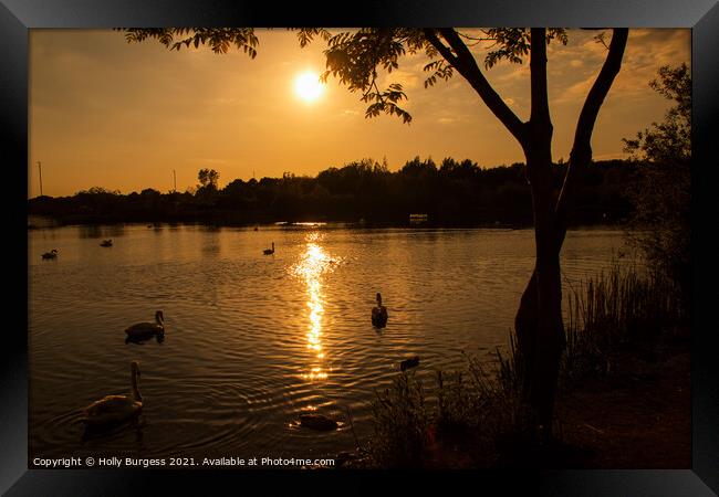 Sunset on Swan lake Derbyshire  Framed Print by Holly Burgess