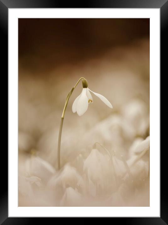 Isolated Snowdrop Framed Mounted Print by Simon Johnson