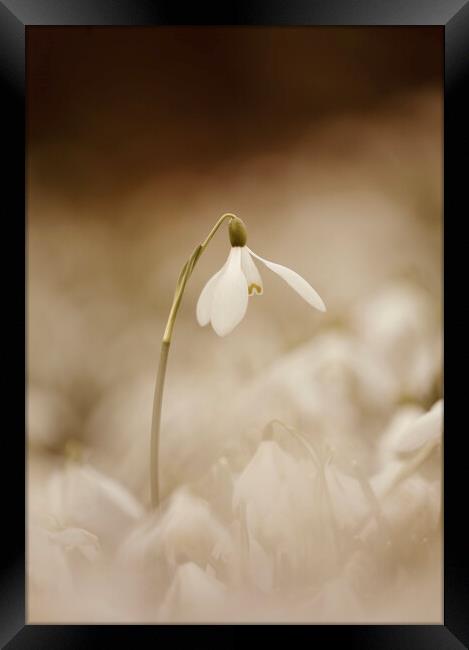 Isolated Snowdrop Framed Print by Simon Johnson