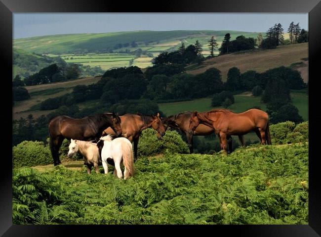 Horses and ponies grazing on Pen y Crug, Brecon, P Framed Print by Peter Wiseman