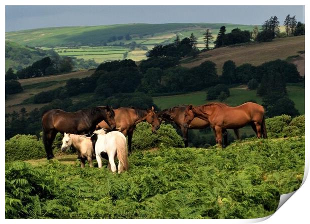 Horses and ponies grazing on Pen y Crug, Brecon, P Print by Peter Wiseman