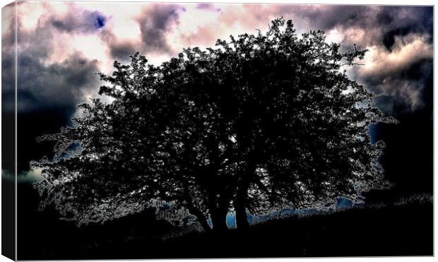 Silhouetted Tree Canvas Print by Peter Wiseman
