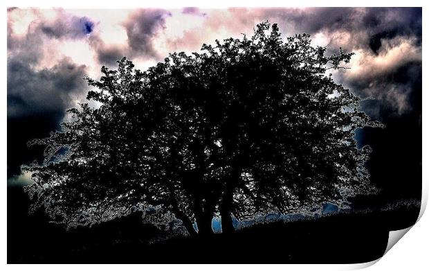 Silhouetted Tree Print by Peter Wiseman