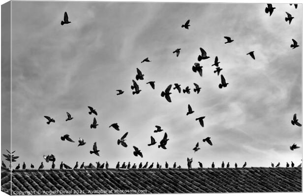 Aiming the Sky in Monochrome Canvas Print by Angelo DeVal