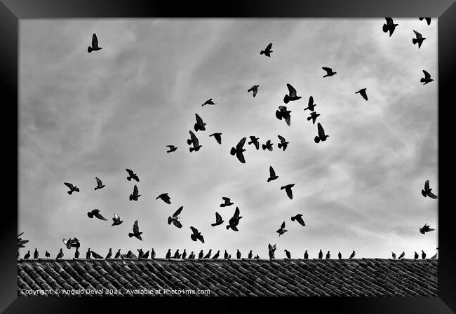 Aiming the Sky in Monochrome Framed Print by Angelo DeVal