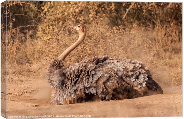 Female Ostrich In Mating Plumage Canvas Print by Steve de Roeck