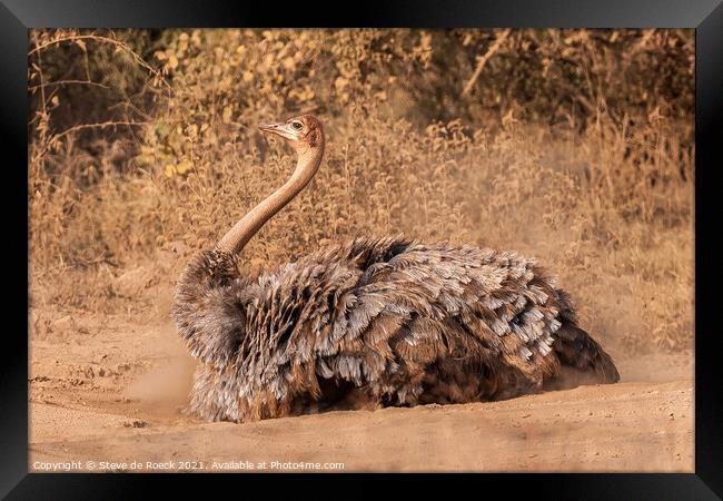 Female Ostrich In Mating Plumage Framed Print by Steve de Roeck