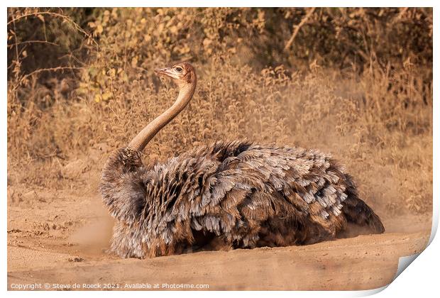 Female Ostrich In Mating Plumage Print by Steve de Roeck
