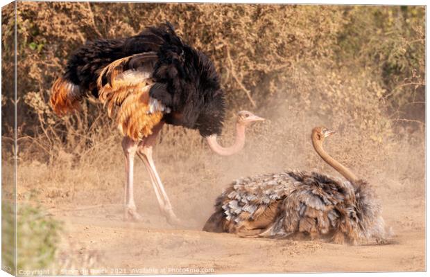Two Ostriches in mating ritual Canvas Print by Steve de Roeck