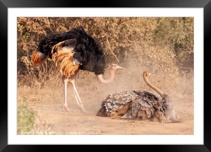 Two Ostriches in mating ritual Framed Mounted Print by Steve de Roeck