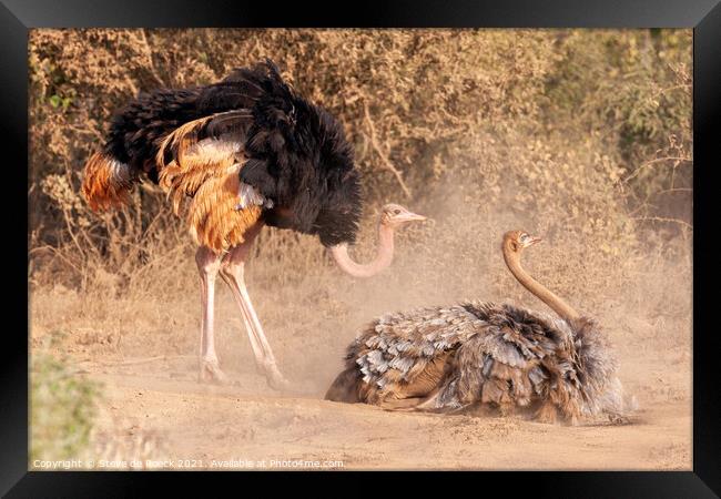 Two Ostriches in mating ritual Framed Print by Steve de Roeck