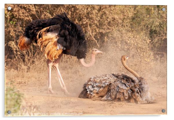 Two Ostriches in mating ritual Acrylic by Steve de Roeck