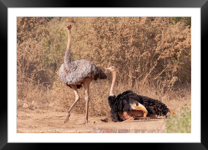 Mating Pair Ostrich Framed Mounted Print by Steve de Roeck