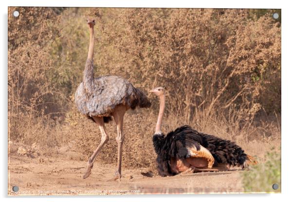 Mating Pair Ostrich Acrylic by Steve de Roeck