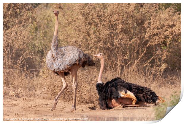 Mating Pair Ostrich Print by Steve de Roeck