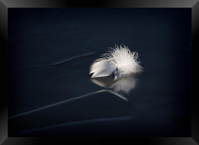 SWAN FEATHER ON ICE Framed Print by Anthony R Dudley (LRPS)