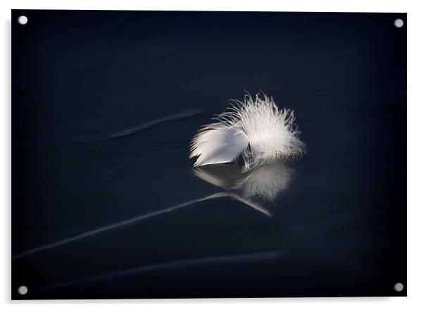 SWAN FEATHER ON ICE Acrylic by Anthony R Dudley (LRPS)