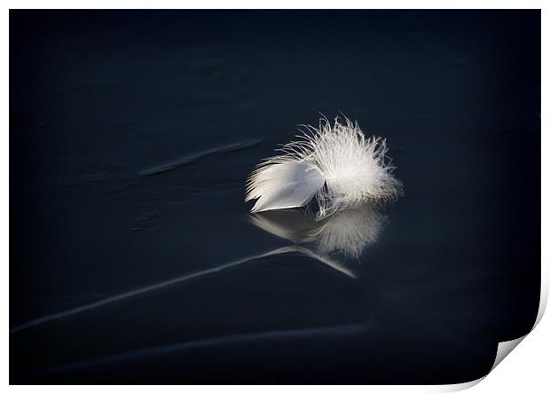 SWAN FEATHER ON ICE Print by Anthony R Dudley (LRPS)