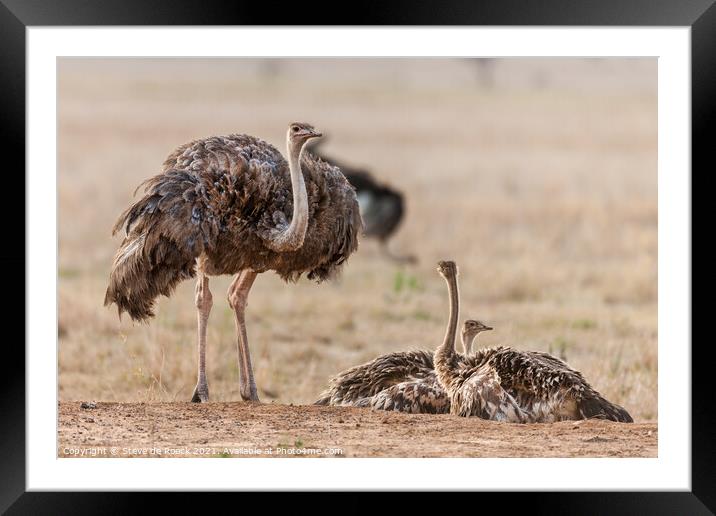 Female Ostrich With Young Framed Mounted Print by Steve de Roeck
