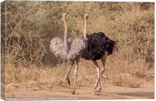 Mating Ostrich Couple Canvas Print by Steve de Roeck