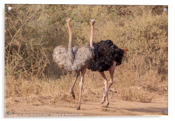 Mating Ostrich Couple Acrylic by Steve de Roeck