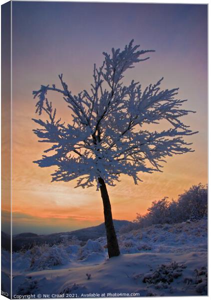 A tree in the snow at sunset Canvas Print by Nic Croad