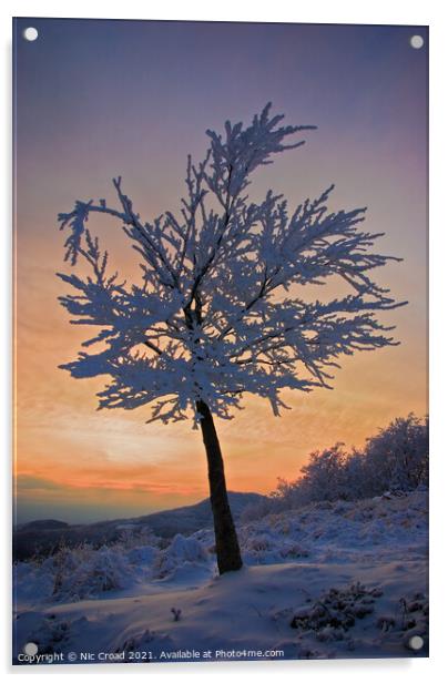 A tree in the snow at sunset Acrylic by Nic Croad