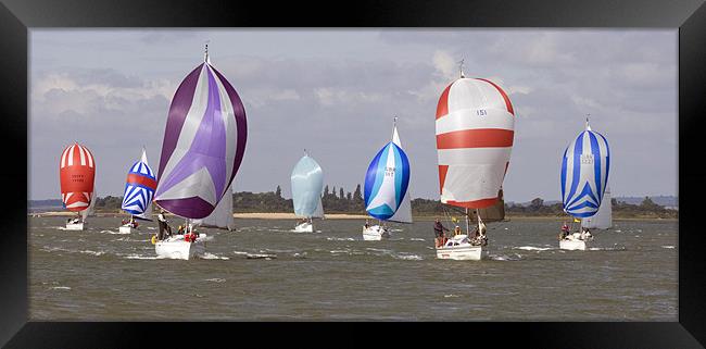 Spinnakers galore! Framed Print by Howard Corlett