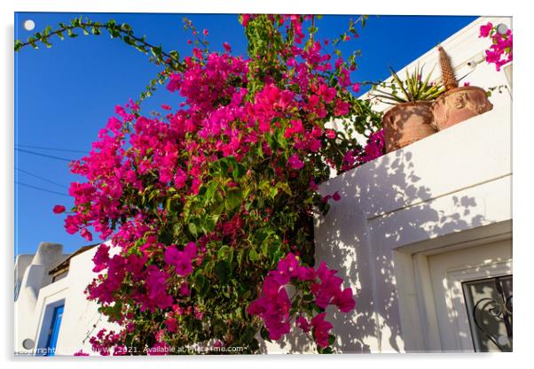Colorful Bougainvillea flowers with white traditional buildings in Oia, Santorini, Greece Acrylic by Chun Ju Wu