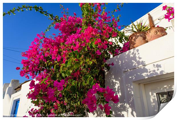 Colorful Bougainvillea flowers with white traditional buildings in Oia, Santorini, Greece Print by Chun Ju Wu