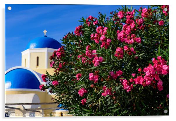 Colorful Bougainvillea flowers with white traditional buildings in Oia, Santorini, Greece Acrylic by Chun Ju Wu