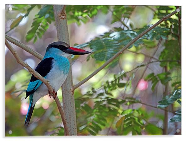 NGambian kingfisher. Acrylic by John Morgan