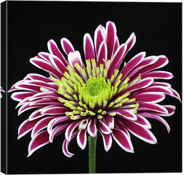 Purple Chrysanthemum Canvas Print by Bronwyn Oldham