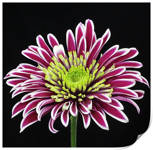 Purple Chrysanthemum Print by Bronwyn Oldham