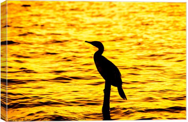 Silhouette of a Great Cormorant Canvas Print by Nic Croad