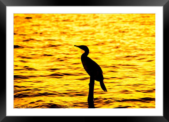 Silhouette of a Great Cormorant Framed Mounted Print by Nic Croad