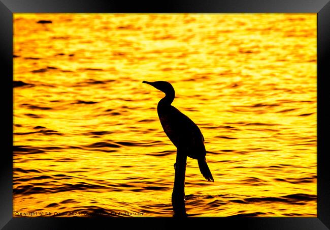 Silhouette of a Great Cormorant Framed Print by Nic Croad