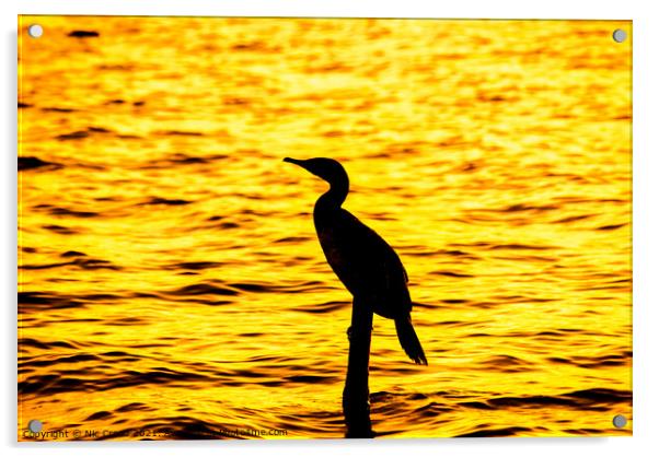 Silhouette of a Great Cormorant Acrylic by Nic Croad