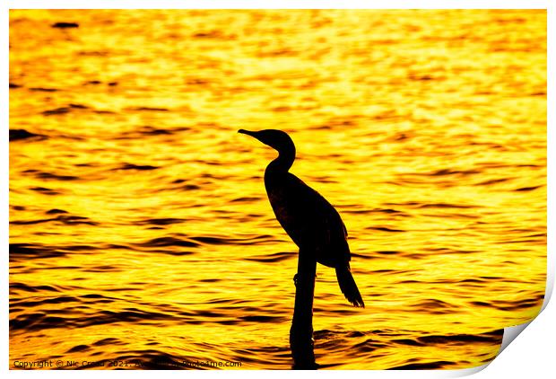 Silhouette of a Great Cormorant Print by Nic Croad