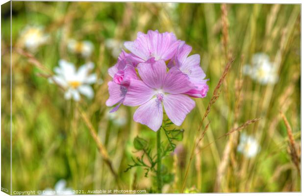 Musk Mallow on the wayside Canvas Print by Diana Mower