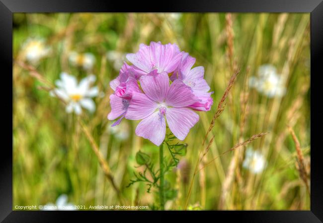 Musk Mallow on the wayside Framed Print by Diana Mower