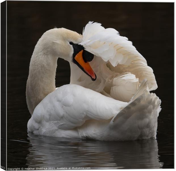 Swan with wing over head Canvas Print by Heather Sheldrick