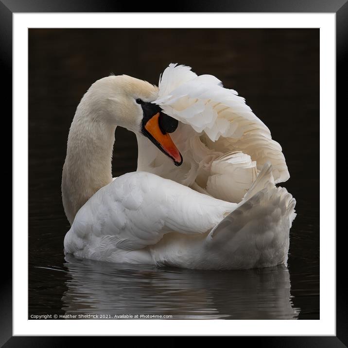 Swan with wing over head Framed Mounted Print by Heather Sheldrick
