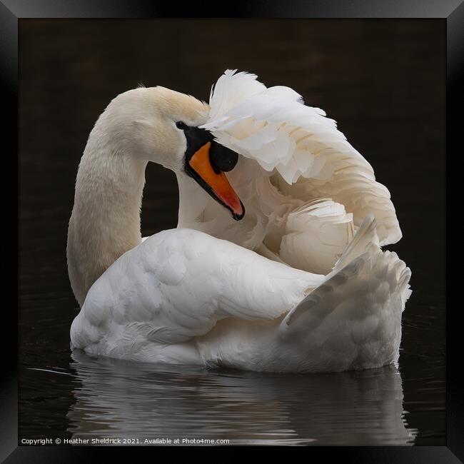 Swan with wing over head Framed Print by Heather Sheldrick